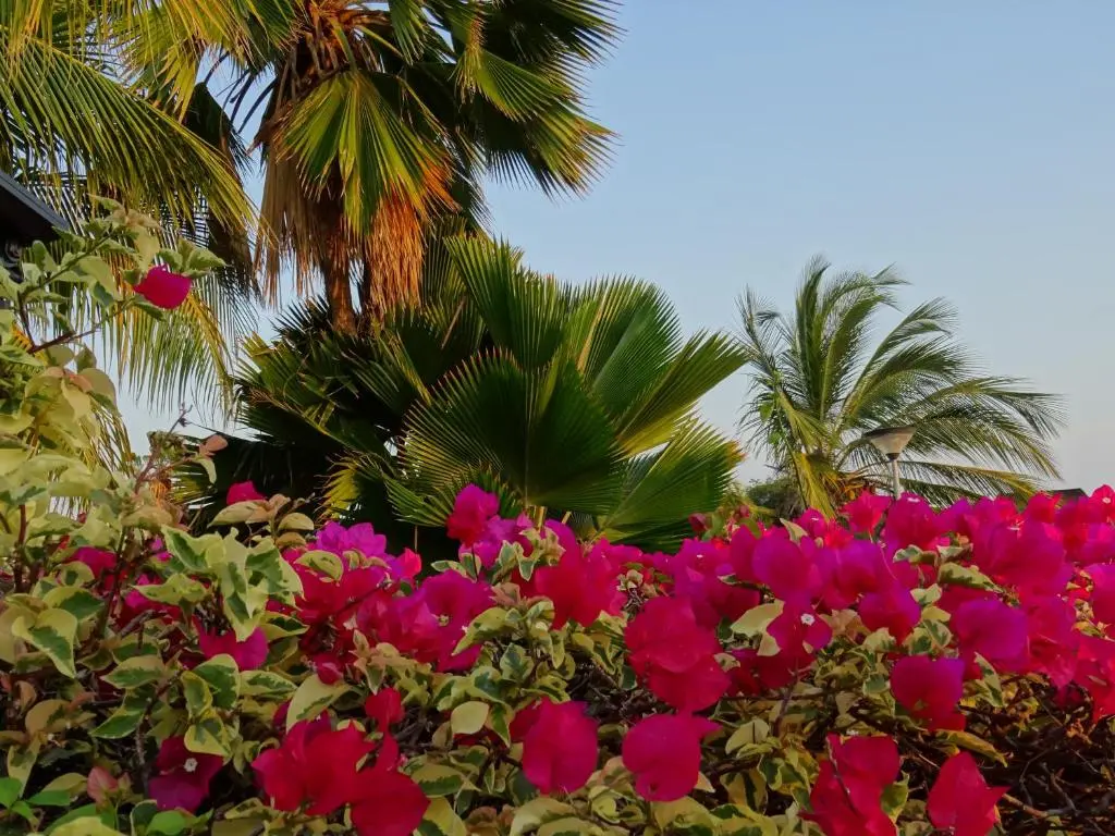 img_id_1148655.webp