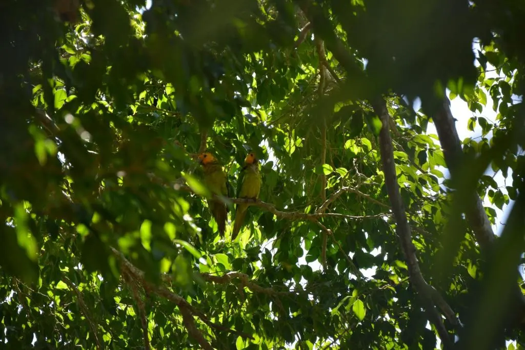 img_id_1154781.webp