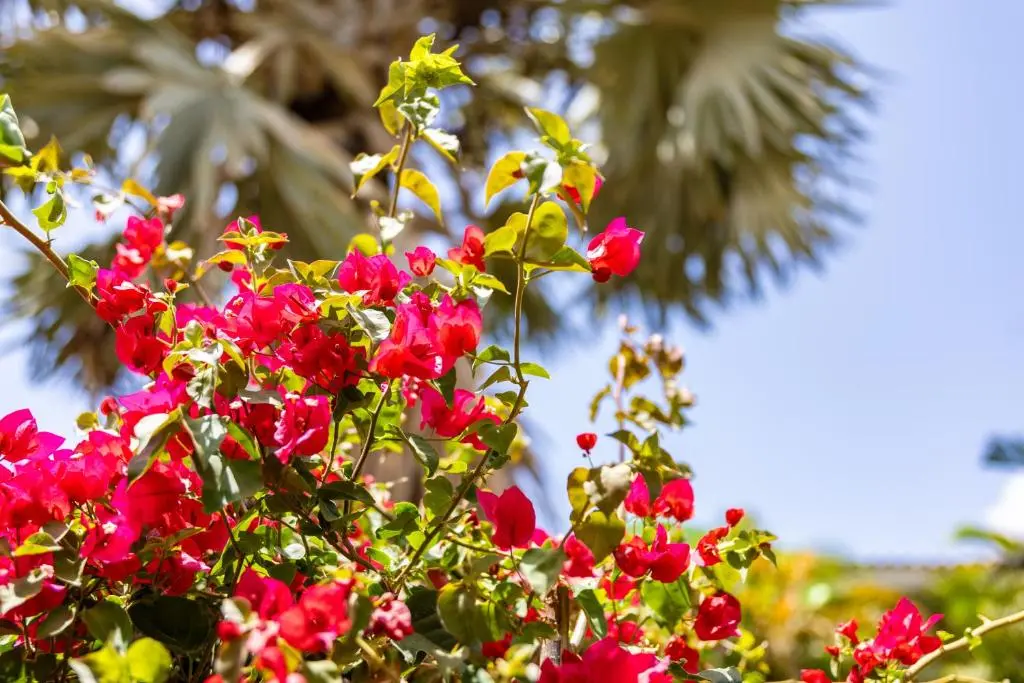 img_id_1156930.webp