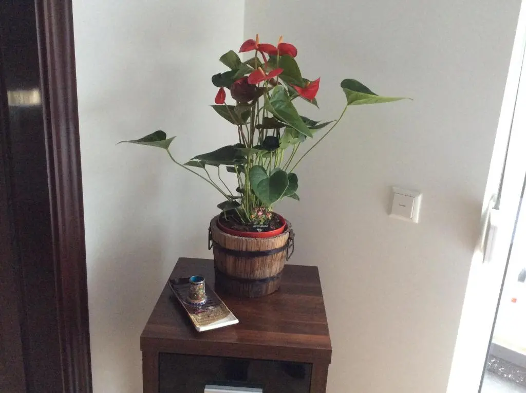 img_id_1183002.webp