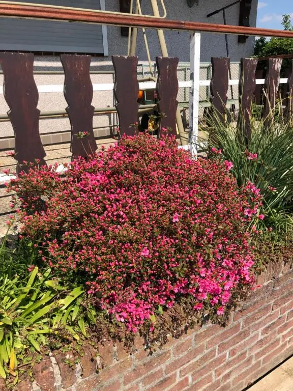 img_id_1184457.webp