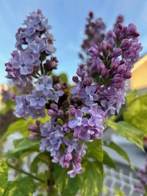 img_id_1195321.webp