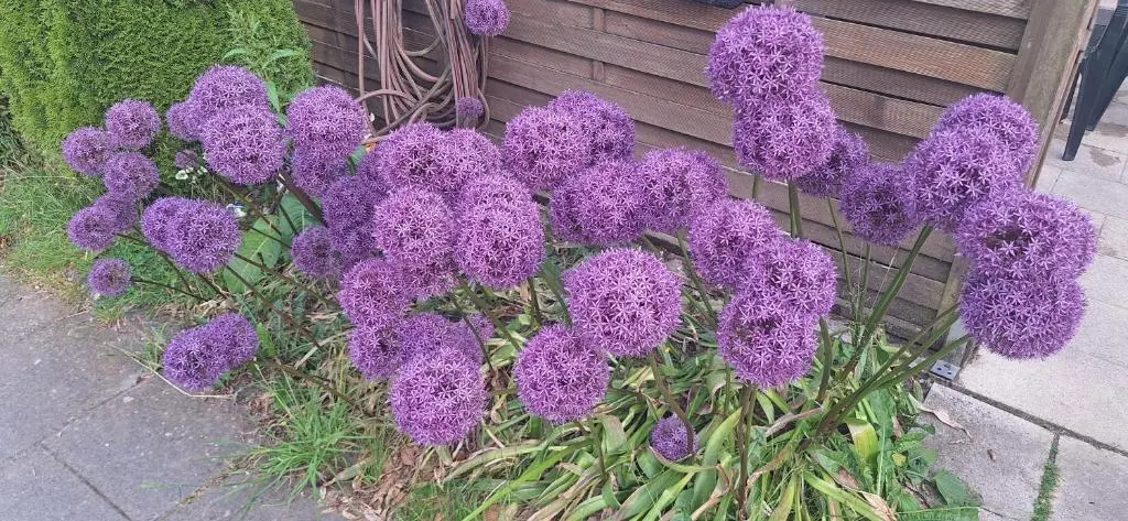img_id_1195931.webp