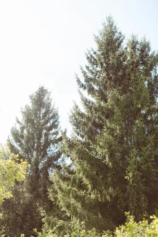 img_id_1197449.webp