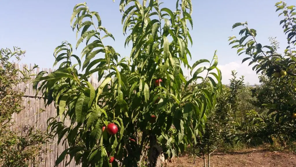 img_id_1232229.webp