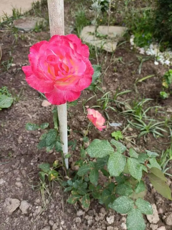 img_id_1236110.webp