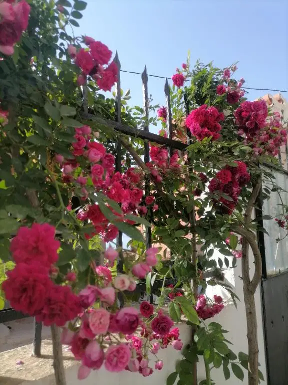 img_id_1249323.webp