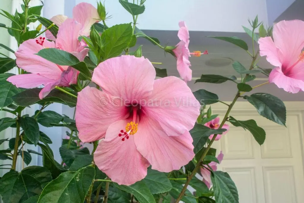 img_id_1296093.webp