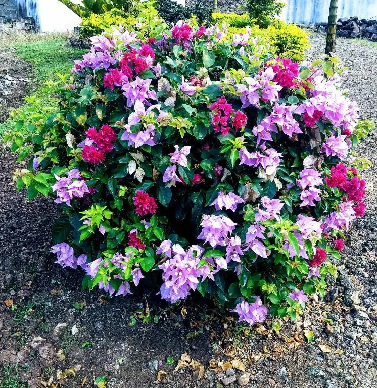 img_id_1297899.webp