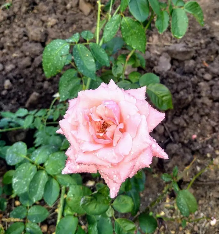 img_id_1297900.webp