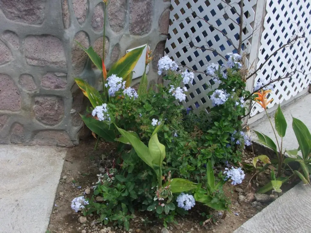img_id_1299004.webp