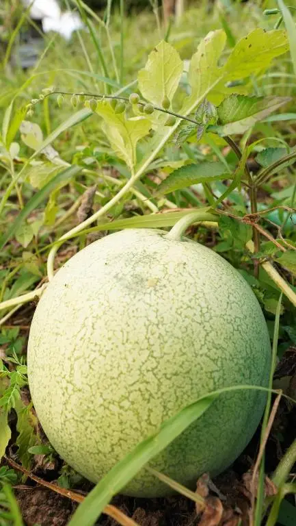 img_id_1306357.webp