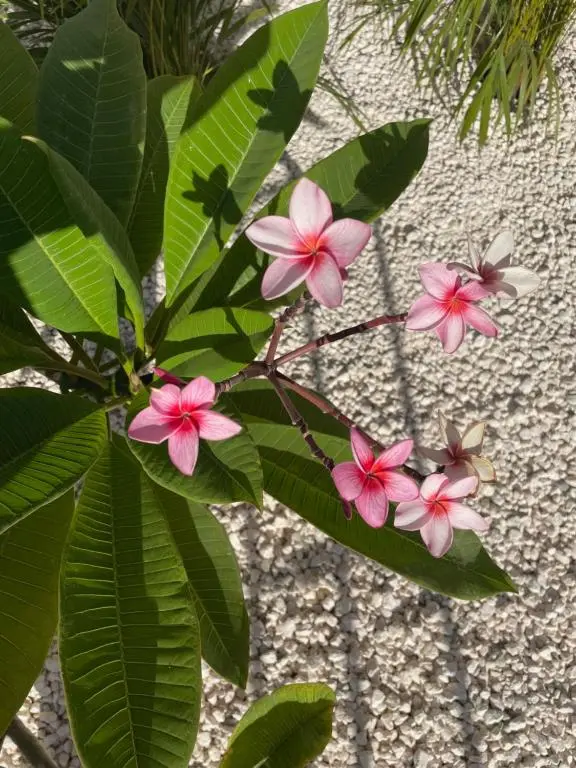 img_id_1456381.webp