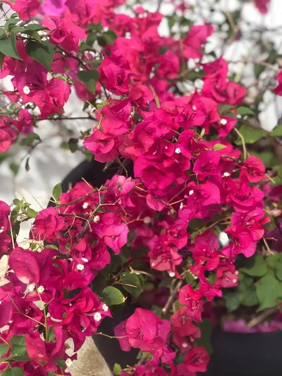 img_id_1488481.webp