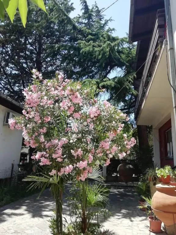 img_id_1786617.webp