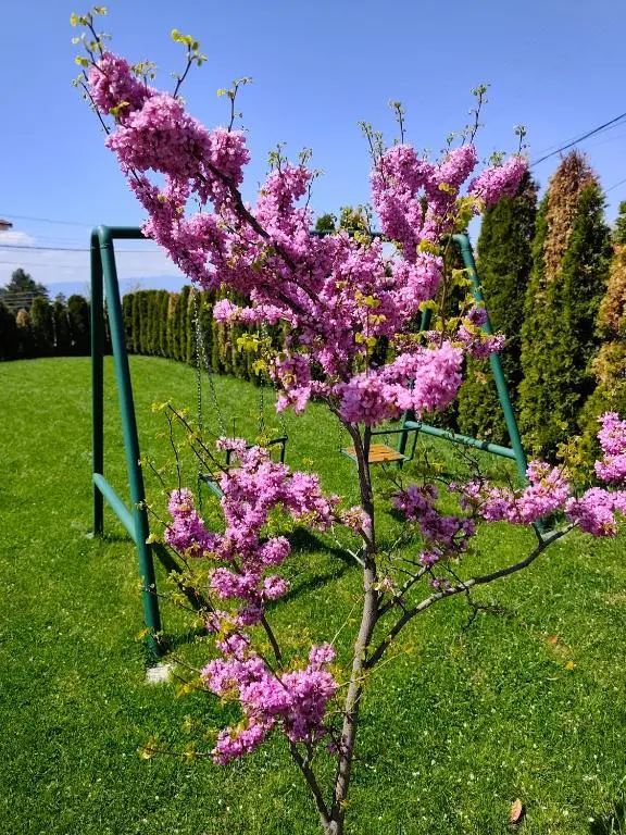 img_id_1806888.webp