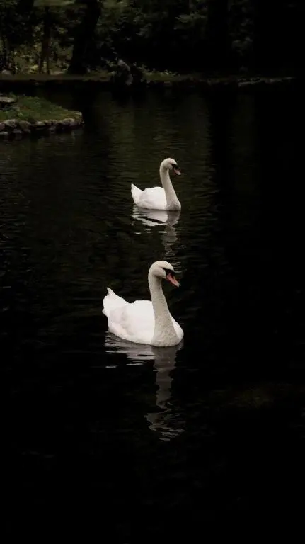 img_id_1819897.webp