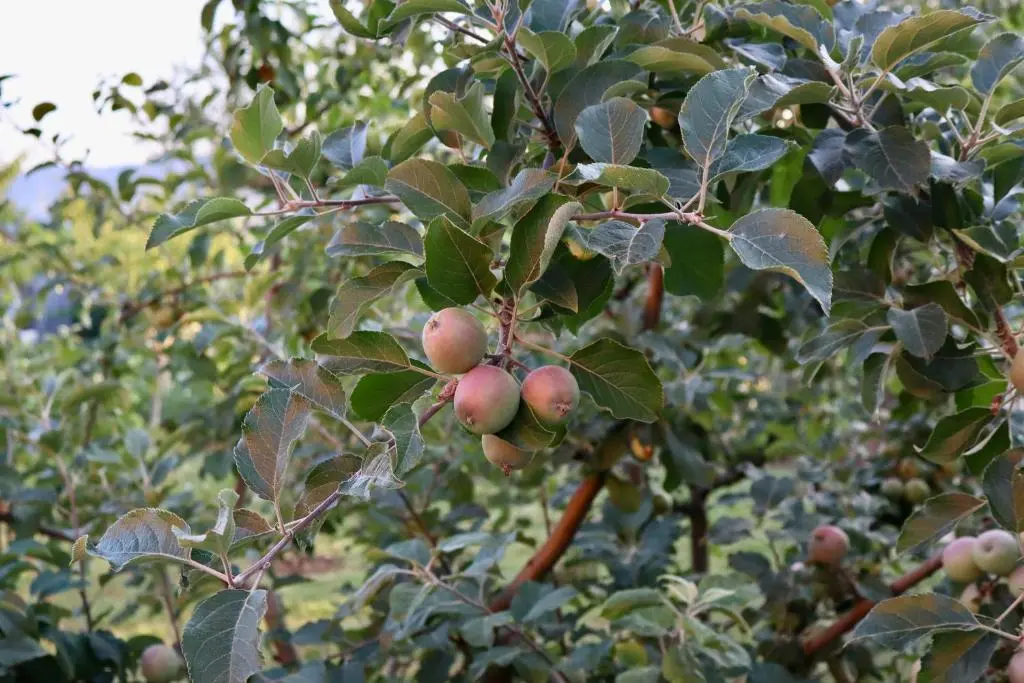 img_id_1826882.webp