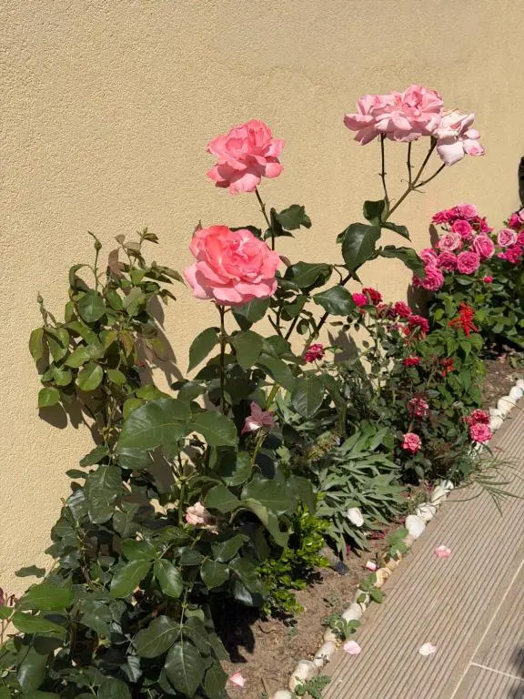 img_id_1831260.webp