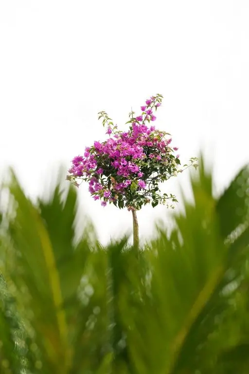 img_id_1841684.webp