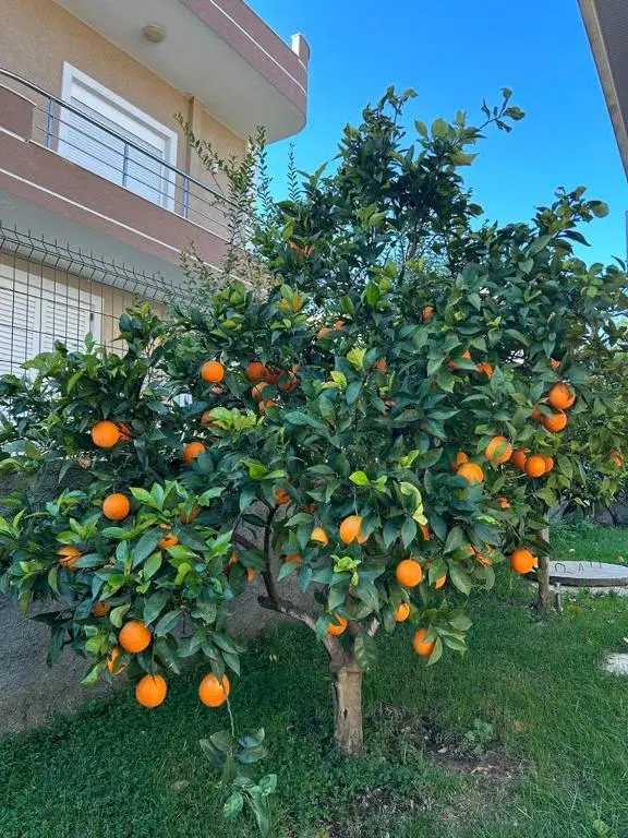 img_id_1862119.webp