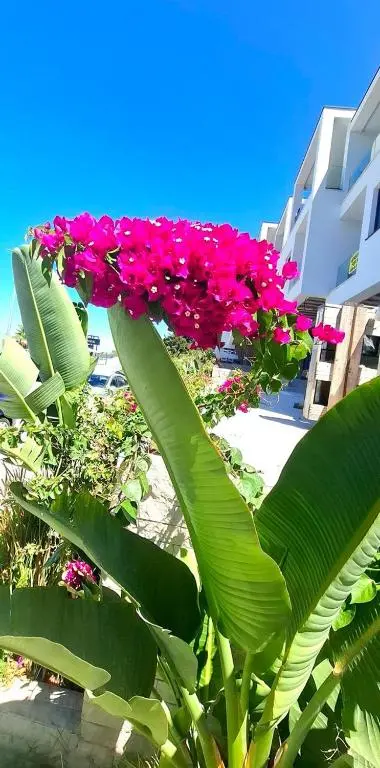 img_id_2168631.webp